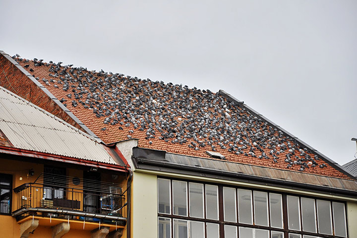 A2B Pest Control are able to install spikes to deter birds from roofs in West Ham. 