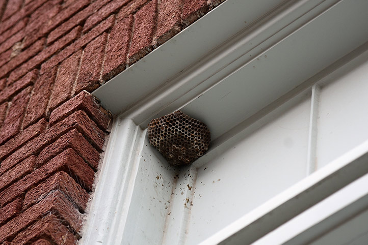 We provide a wasp nest removal service for domestic and commercial properties in West Ham.